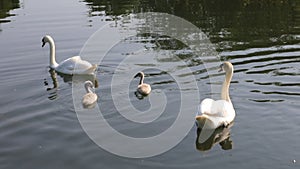 Swans on River nene at dawn