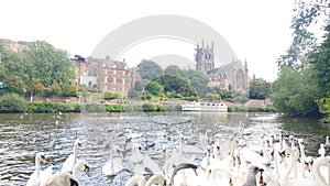 Swans on River severn feeding time