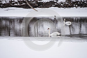 Swans on river Venta covered with ice during the winter.