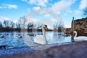 Swans at ross on wye photo