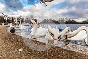 Swans at round pond in Hyde park, London