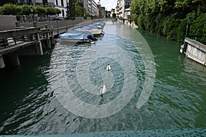 Swans in a row on a river in Zurich