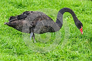 Swans in a Russian zoo.