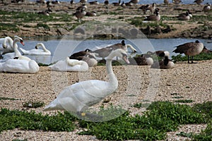 Swans At The Sanctuary, Abbotsbury, UK