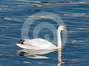 Swans in Sava river