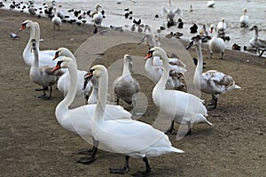 Swans on the sea beach. Anapa. January. Russia.