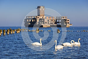 Swans on the sea at world war II torpedo platform