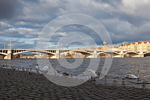 The swans and seagull on the riverbank in Smichov, Prague, Czech Republic photo