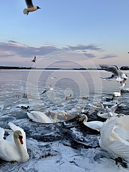 A swans and seagulls at sunset