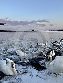 A swans and seagulls at sunset