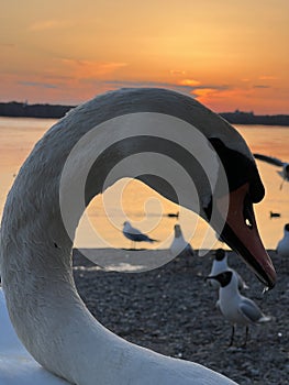 A swans and seagulls at sunset