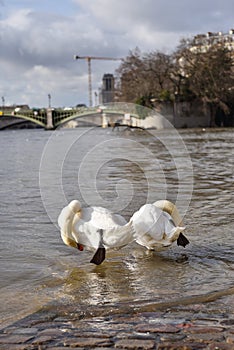 Swans at the Seine River near Notre Dame, Paris, France