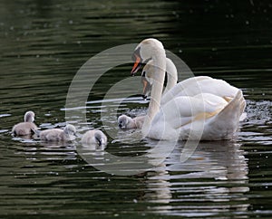 Swans and several cygnets glide gracefully across the tranquil waters of a lake