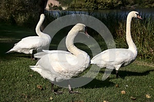 Swans by the shore of a lake at noon