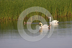 Swans with signets