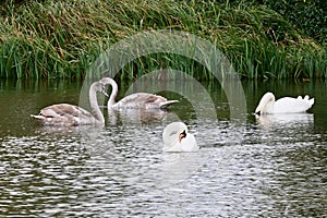 Swans and Signets at Baconsthorpe Castle and Mere, Holt, Norfolk, England, UK