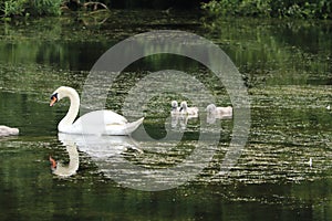 Swans and  signets Elegant birds