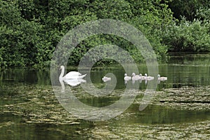 Swans and  signets Elegant birds