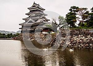 Swans in the small canal at Matsumoto castle in Japan