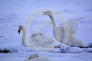 Swans in snowscape