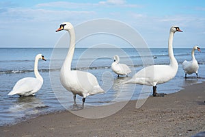 Swans standing on the seashore