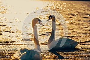 Swans on sunrise