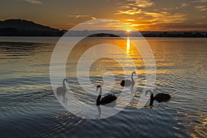 Swans at sunrise photo