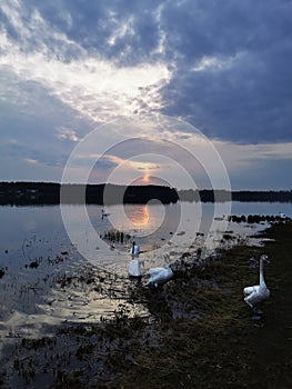 Swans in sunset