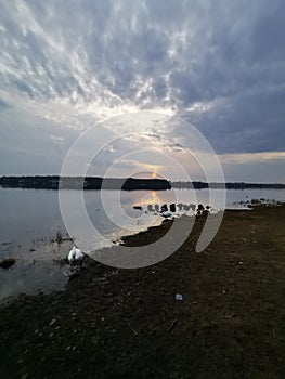 Swans in sunset