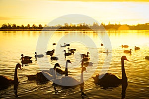 Swans and Sunset over Lake