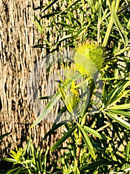 Swans on the Swan Plant Gomphocarpus fruticosuswith straw fence photo