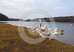 Cisnes 