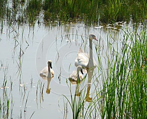 Swans