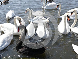 Swans at the swannery waiting for feeding time