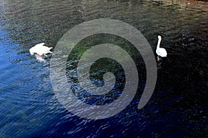 Swans swim in copenhagen canal in Copenhagen Denmark