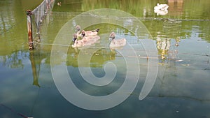 Swans swim in the lake