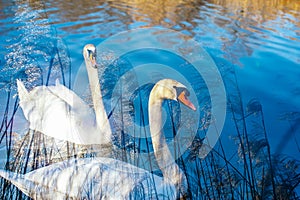 Swans swim peacefully along the lake, double exposure with bamboo, Lake Maggiore, Italy