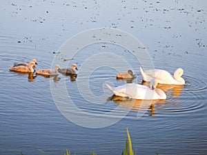 Swans swim in the pond. Family of