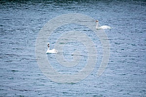 Swans swim on the water