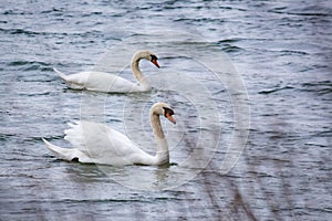 Swans swim on the water