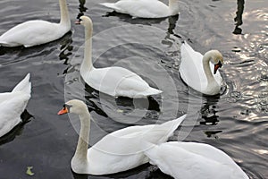 Swans swimming close up in different directions