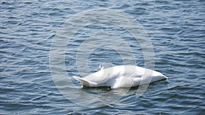 Swans swimming in the lake