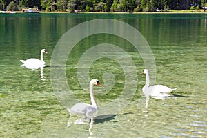 Swans swimming in a lake, Dolomites, Italy