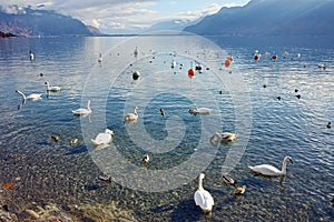 Swans swimming in Lake Geneva, Vevey, canton of Vaud