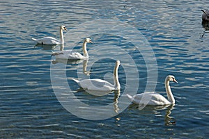 Swans swimming in Lake Geneva, Vevey, Switzerland