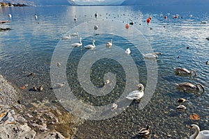 Swans swimming in Lake Geneva, Vevey, Switzerland