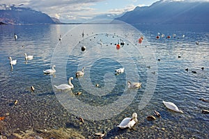 Swans swimming in Lake Geneva, Vevey, Switzerland