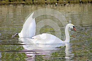 Swans swimming in a lake reservoir in park.