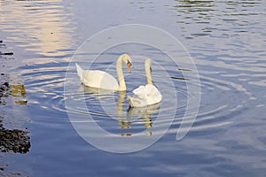 Swans swimming in a lake reservoir in park.