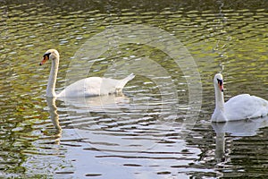 Swans swimming in a lake reservoir in park.